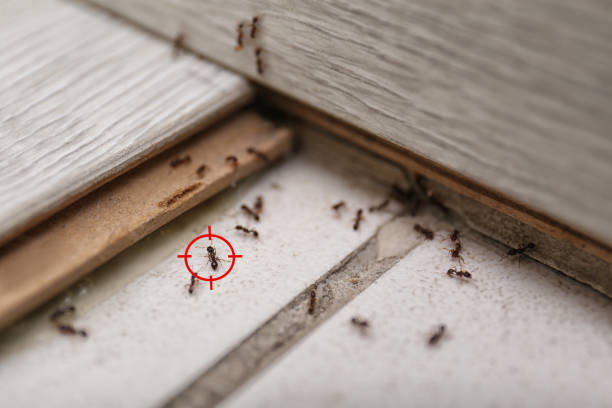 Best Exterminator Services  in Mill Valley, CA
