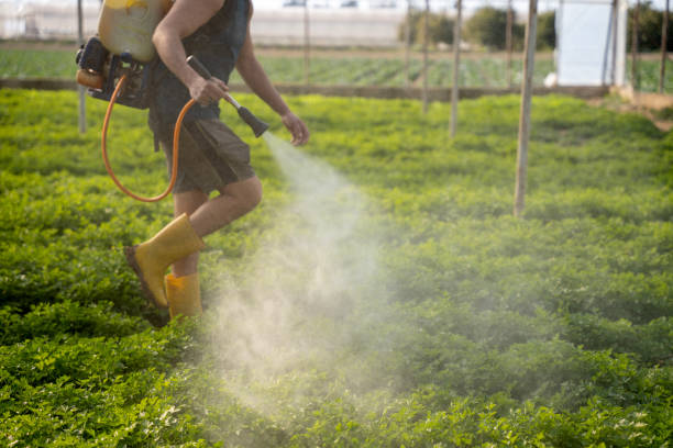Best Pest Removal Services  in Mill Valley, CA