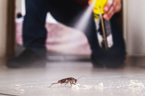 Best Pest Prevention Services  in Mill Valley, CA