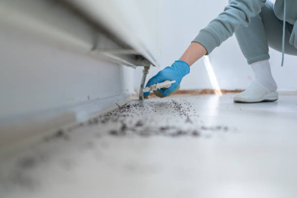 Best Ant Control Services  in Mill Valley, CA